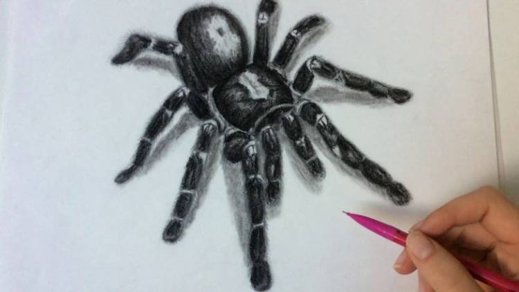 Как нарисовать паука поэтапно карандашом