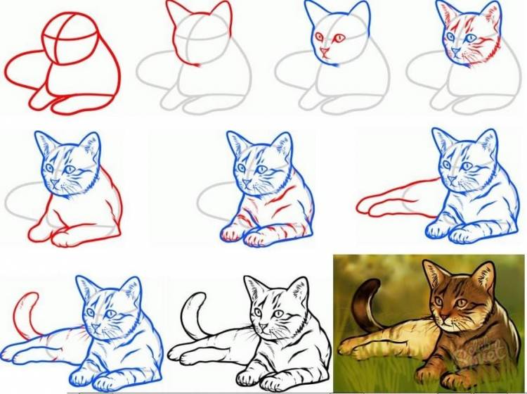 Изображения котов для срисовки, копирования