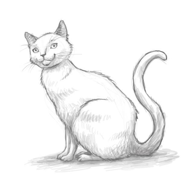 Смешные рисунки котов карандашом 