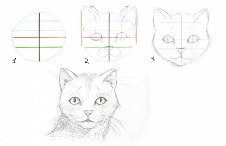 Как нарисовать кошку поэтапно карандашом