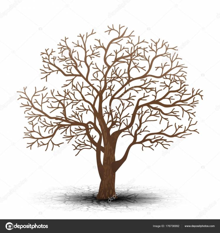 Нарисованное дерево без листьев