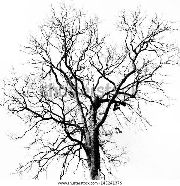 Мертвое дерево без листьев