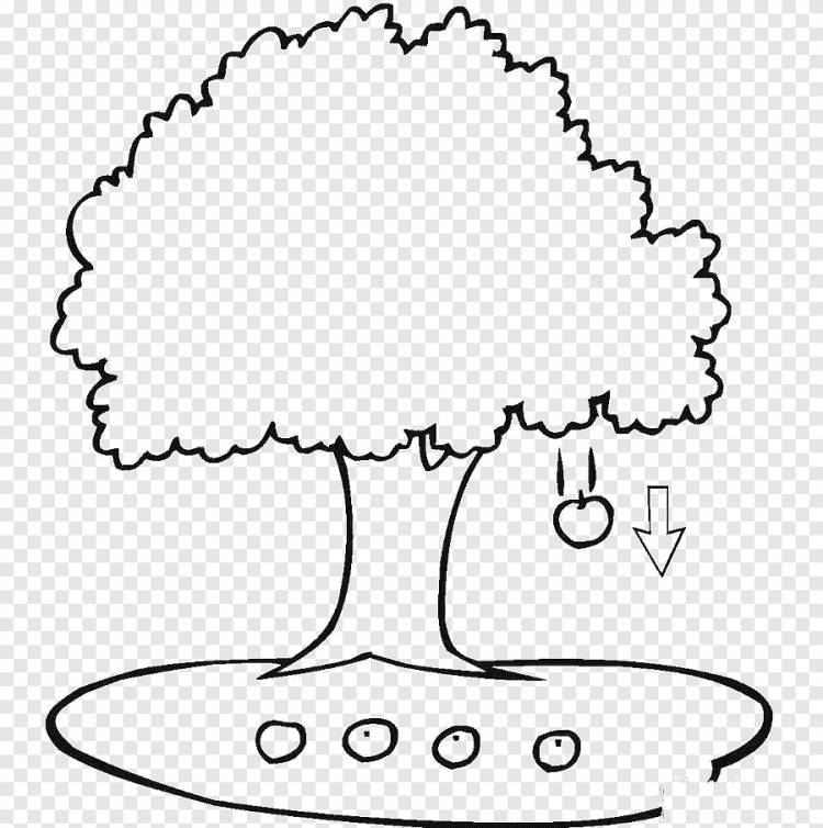 Книжка-раскраска Яблоко Ветка листьев дерева, Падающая фигура яблони, белый, ребенок png