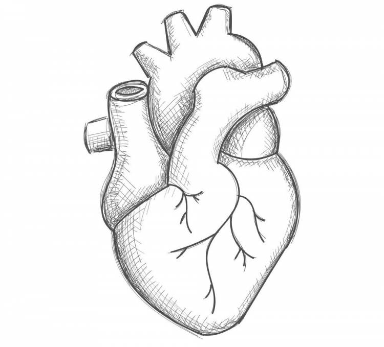Рисунок сердца человека легкий
