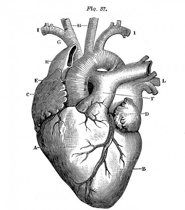 Рисунки карандашом человеческое сердце 