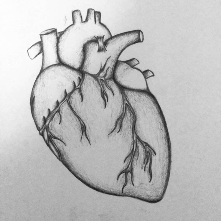 Человеческое сердце рисунок легкий