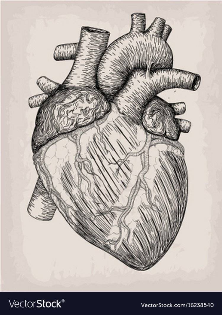 Человеческое сердце рисунок легкий