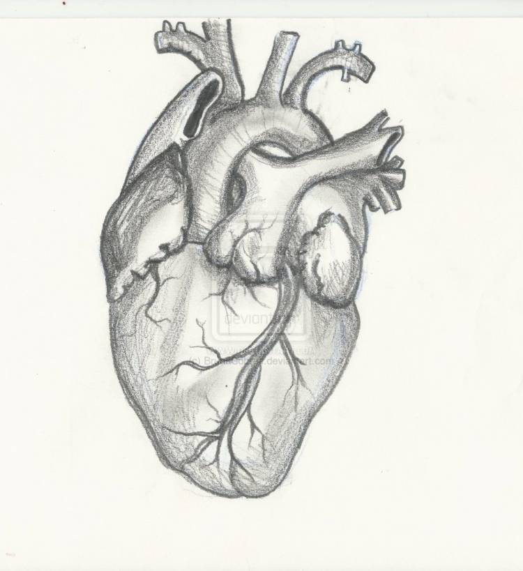 Рисунок человеческого сердца для срисовки