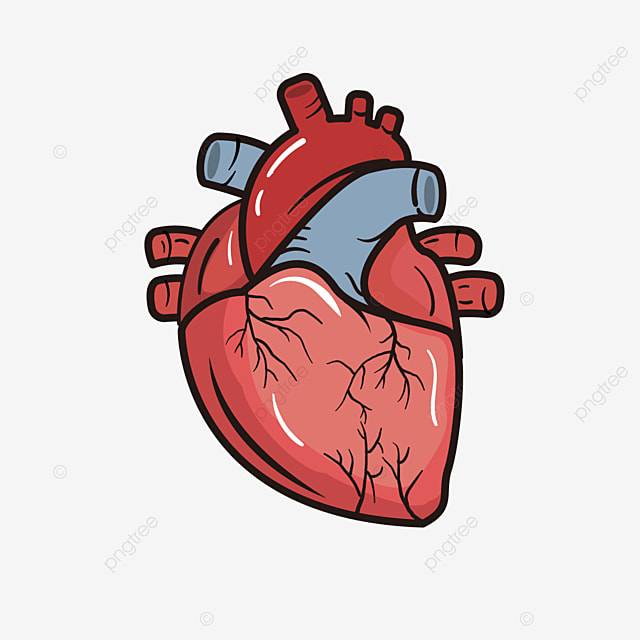 Мультфильм инсульт выделить тень настоящее сердце клипарт PNG , Реальное сердце Clipart, настоящее сердце, сердце PNG картинки и пнг рисунок для бесплатной загрузки