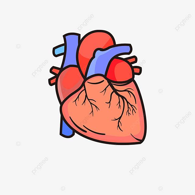 Красно синее сердце настоящее сердце клипарт PNG , Реальное сердце Clipart, настоящее сердце, сердце PNG картинки и пнг рисунок для бесплатной загрузки