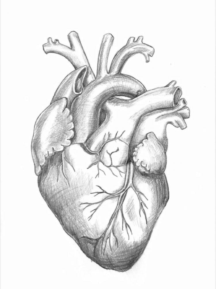 Человеческое сердце нарисованное