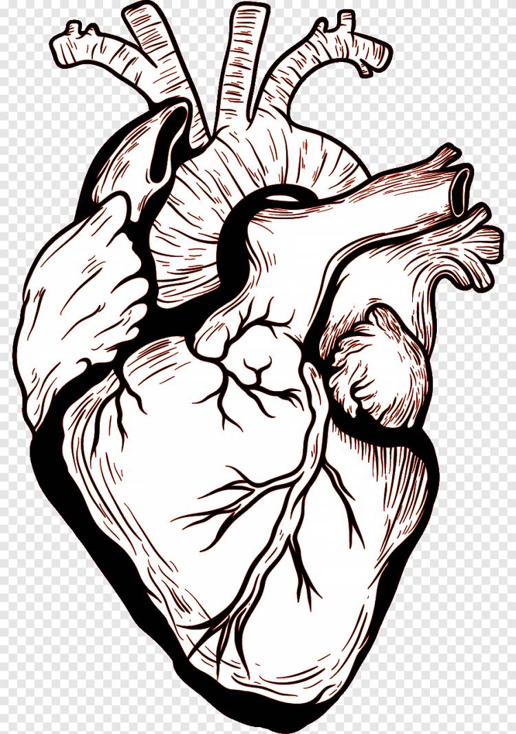 Сердце Человеческое тело Рисунок, сердце, еда, рука png