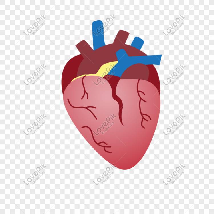 Сердце человека орган векторного материала изображение_Фото номер