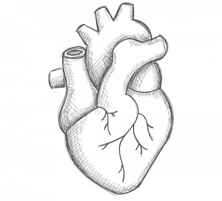 Сердце человека нарисованное