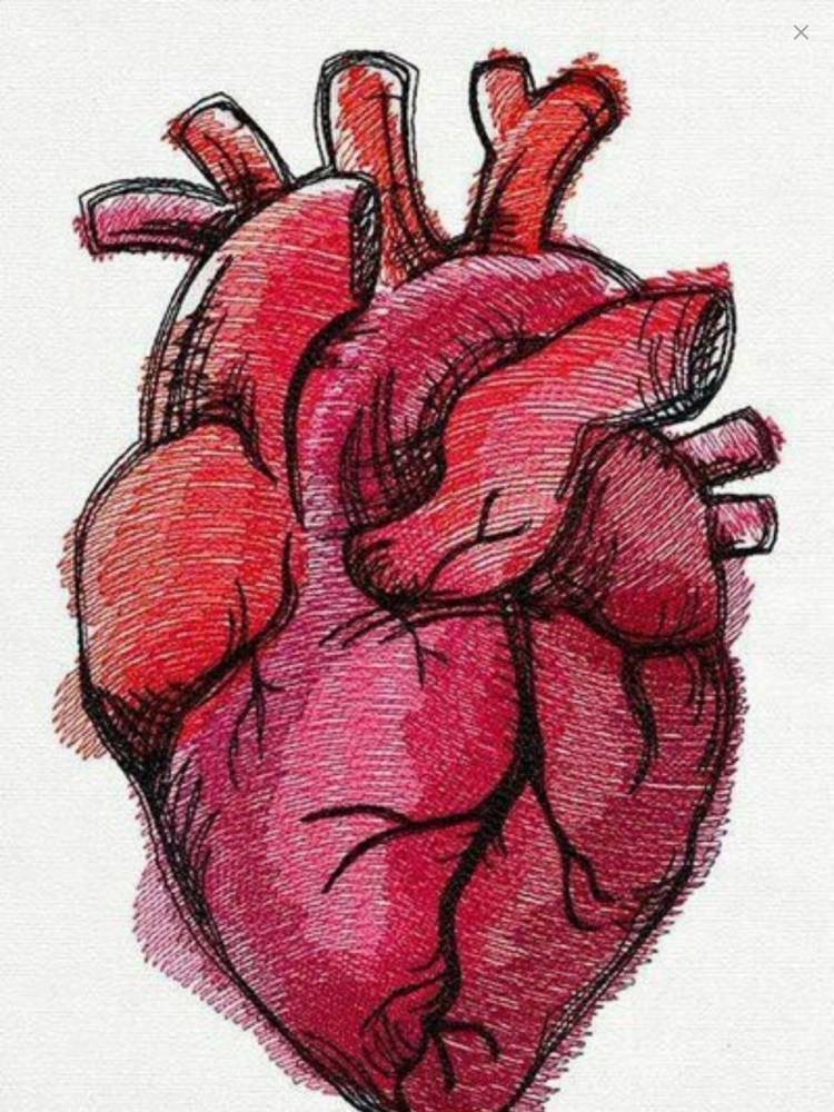 Сердце настоящее рисунок