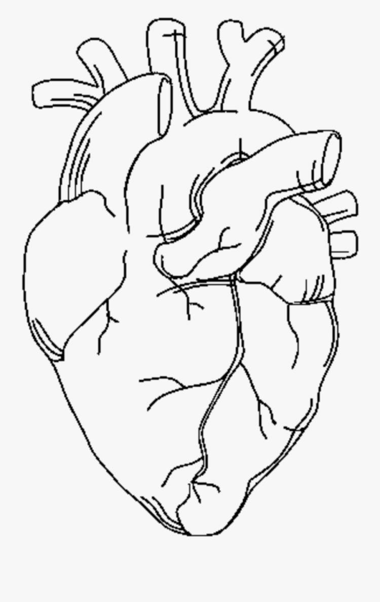 Человеческое сердце рисунок карандашом