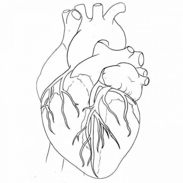 Человеческое сердце рисунок карандашом