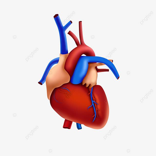 Сердце человека PNG , Человеческое тело, орган, сердце PNG картинки и пнг PSD рисунок для бесплатной загрузки