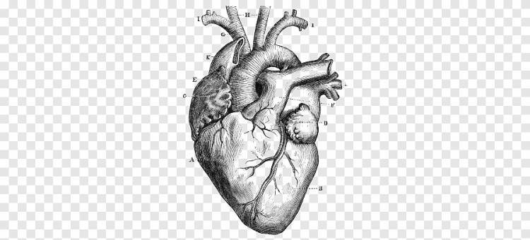 сердце, творческое сердце, эскиз сердца png