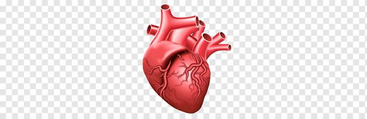 Сердце, дизайн, сердце, человек, человеческое тело png