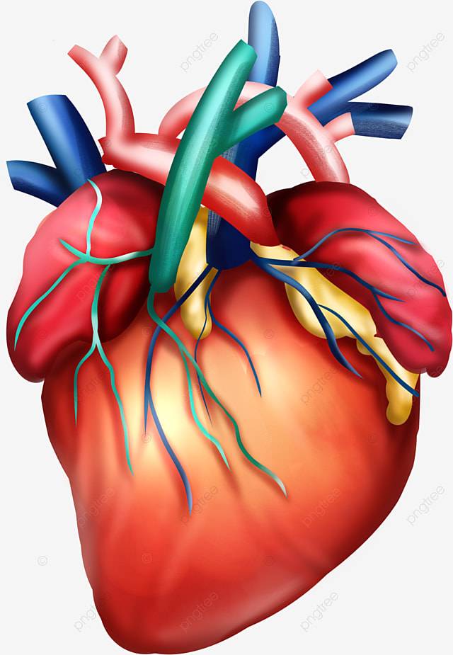 Сосудистое сердце PNG , кровеносные сосуды, Человеческое тело, сердце PNG картинки и пнг PSD рисунок для бесплатной загрузки