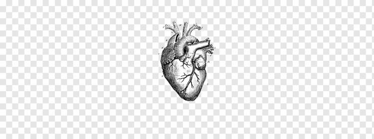 эскиз сердца, сердце, человеческий орган, черно-белый png