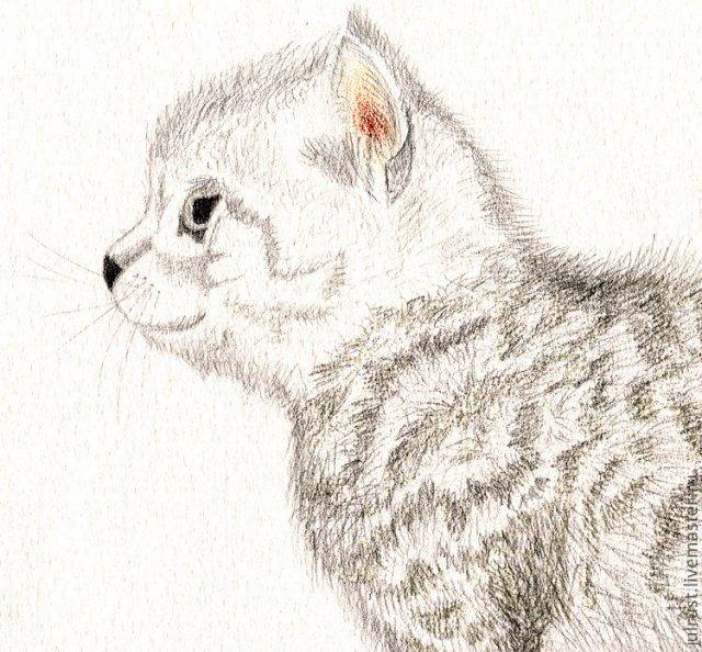 Рисунки милых животных карандашом 