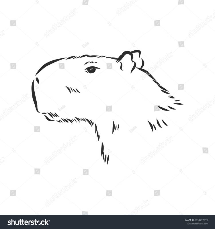 Capybara Hand Drawing Animals South America