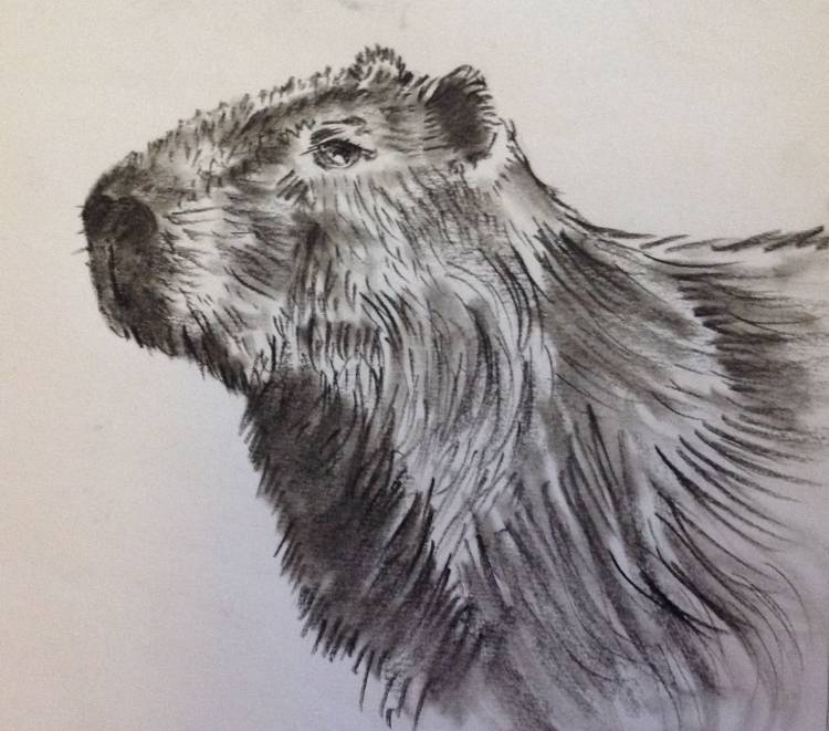 Zoo Animal Sketch Drawing
