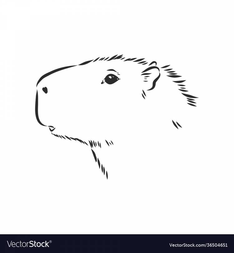 Capybara hand drawing animals south america Vector Image