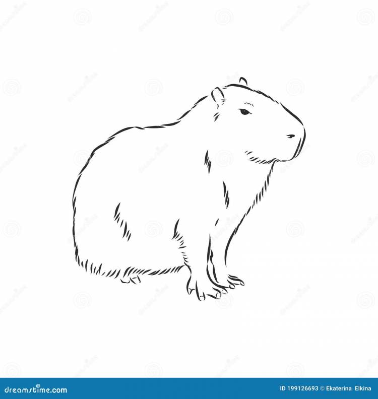 Drawing Capybara Stock Illustrations