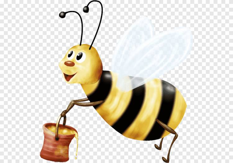 Мед пчелы Насекомое Шмель, пчела, медоносная пчела, еда png