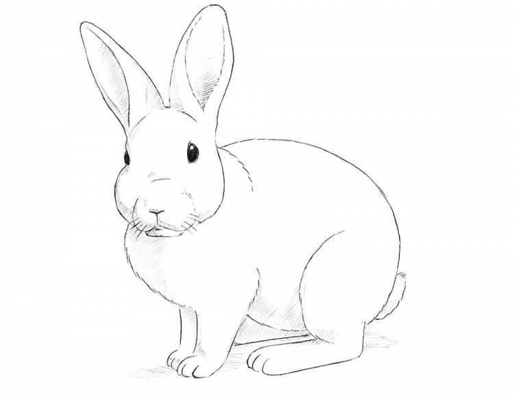 Красивые рисунки на Новый год Кролика