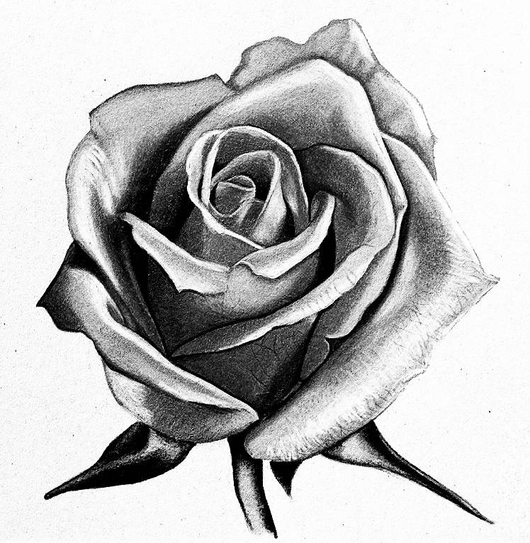 Срисовать черно-белые картинки розы