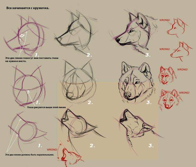 Как нарисовать воющего волка карандашом поэтапно?
