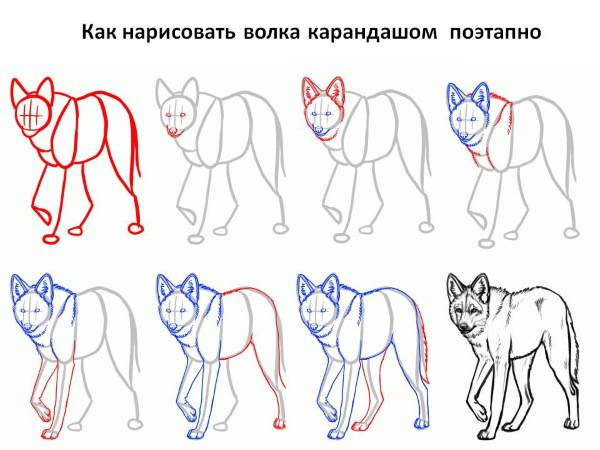 Рисунок волка карандашом поэтапно для срисовки для детей из мультфильма жил был пёс, ну погоди, воющего на луну