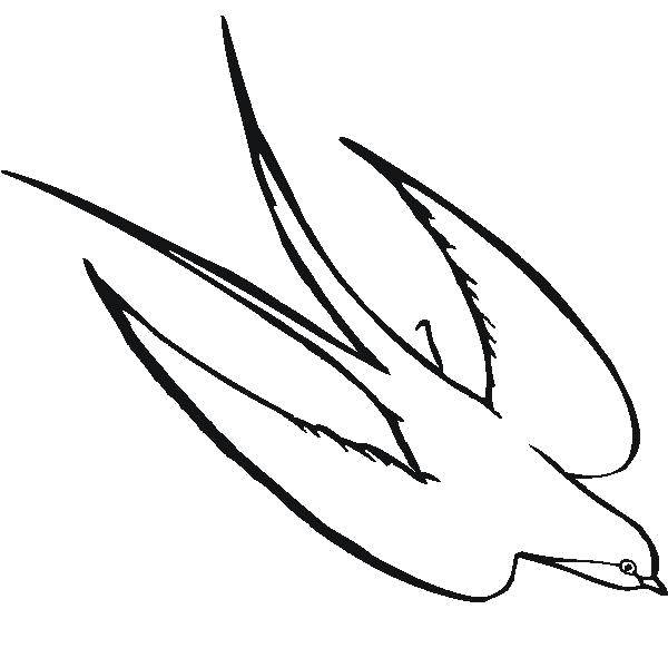 Раскраски ласточка, Раскраска Раскраски птица ласточка контур птица шаблон для вырезания из бумаги Шаблон