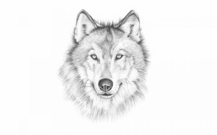 Морда волка рисунок карандашом