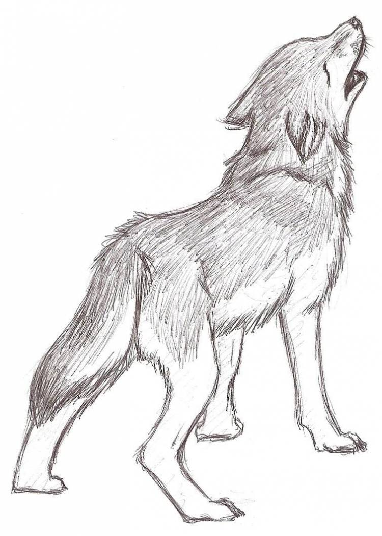 Как нарисовать волка поэтапно карандашом 
