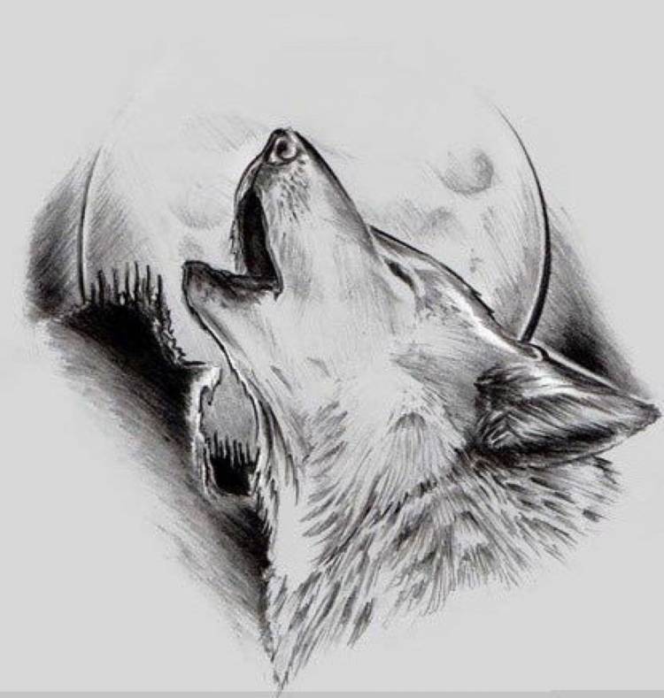 Воющий волк рисунок