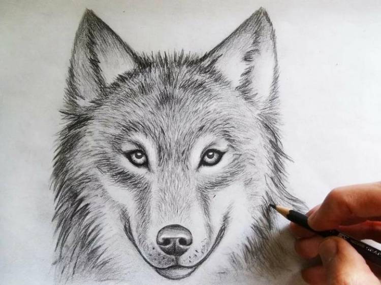 Как нарисовать волка поэтапно карандашом 