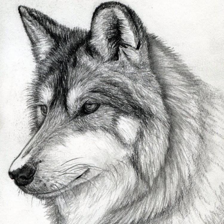 Картинки волка для срисовки карандашом