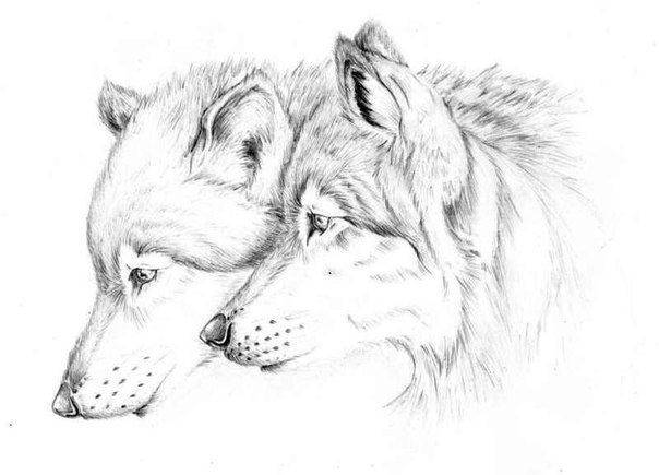 интересных рисунков волка для срисовки » Dosuga
