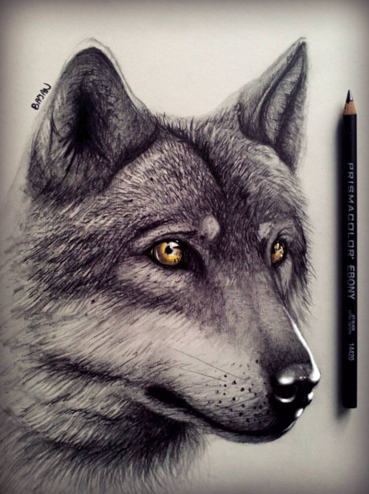 Как нарисовать волка поэтапно карандашом для начинающих 