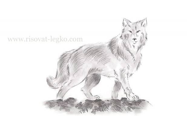 Как нарисовать волка поэтапно карандашом