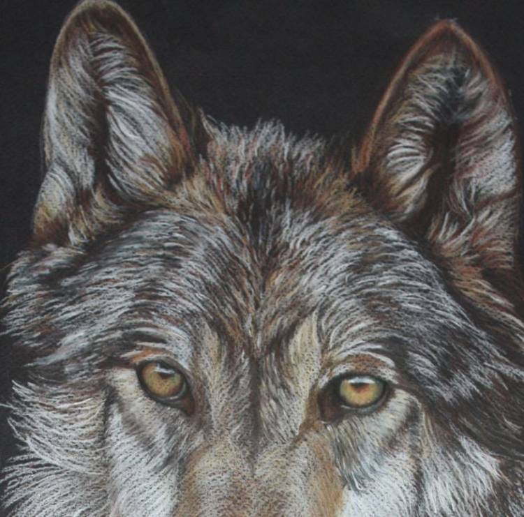 Как красиво нарисовать волка поэтапно карандашом