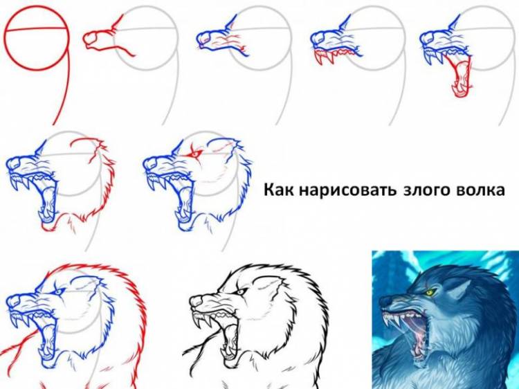 Как нарисовать волка поэтапно карандашом для начинающих 