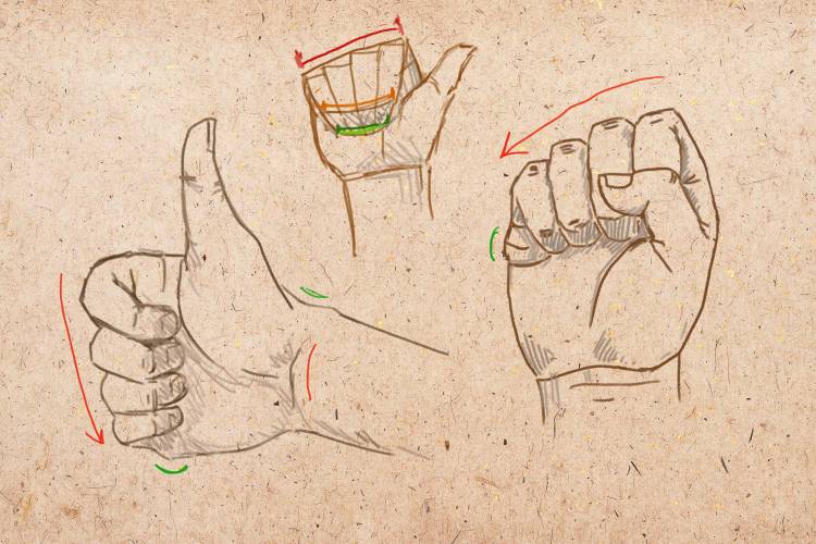 Как нарисовать кисть руки человека