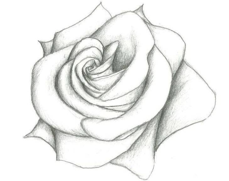 Рисунки букет роз для срисовки 