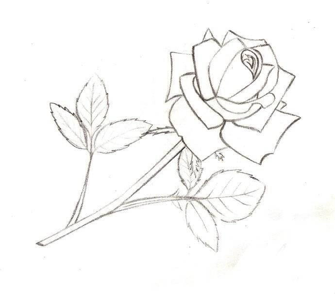Красивые рисунки розы для срисовки 